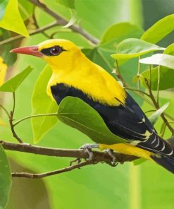 Golden Oriole Diamond Painting