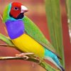 Gouldian Finch Bird Diamond Painting