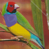 Gouldian Finch Bird Diamond Painting