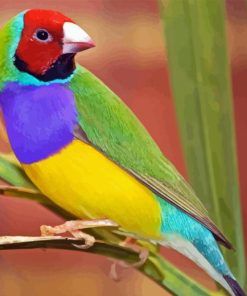 Gouldian Finch Bird Diamond Painting