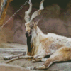 Markhor Animal Diamond Painting