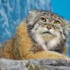 Pallas Cat Diamond Painting