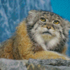 Pallas Cat Diamond Painting