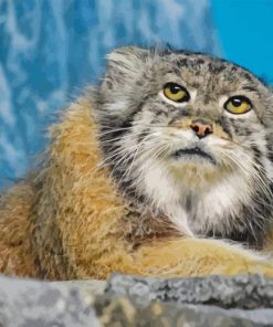 Pallas Cat Diamond Painting