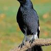 Pied Currawong Diamond Painting