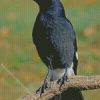 Pied Currawong Diamond Painting