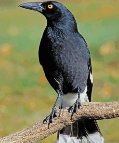 Pied Currawong Diamond Painting