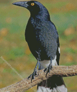 Pied Currawong Diamond Painting