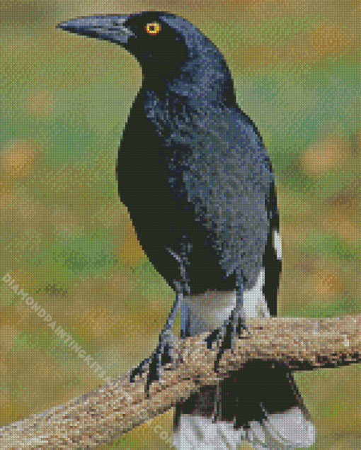 Pied Currawong Diamond Painting