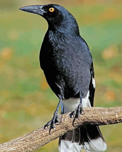 Pied Currawong Diamond Painting