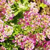 Alyssum Flowers Diamond Painting