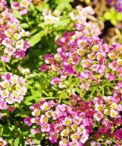 Alyssum Flowers Diamond Painting