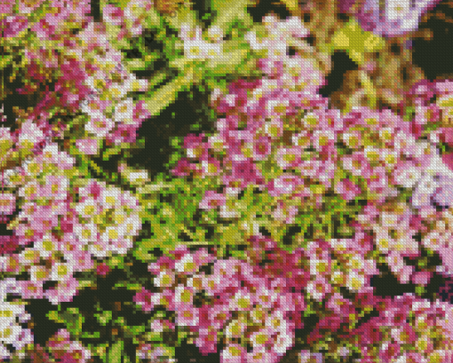 Alyssum Flowers Diamond Painting