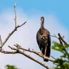 Black Ibis On Stick Diamond Painting