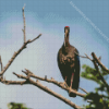 Black Ibis On Stick Diamond Painting