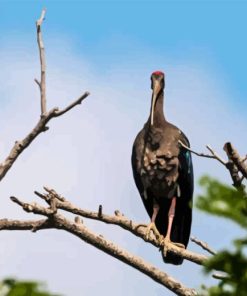 Black Ibis On Stick Diamond Painting