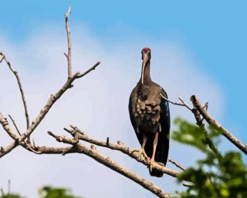 Black Ibis On Stick Diamond Painting