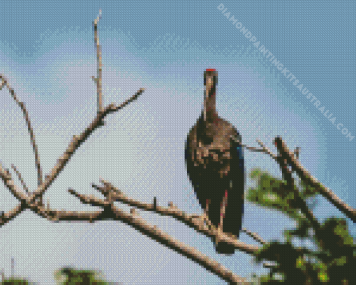 Black Ibis On Stick Diamond Painting