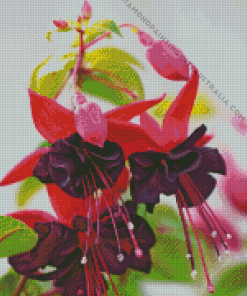 Black Pink Fuchsia Diamond Painting