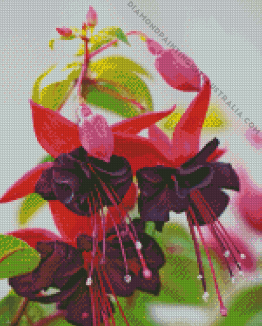 Black Pink Fuchsia Diamond Painting