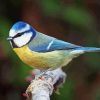 British Blue Tit Diamond Painting