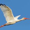 Flying White Ibis Diamond Painting