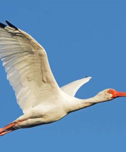 Flying White Ibis Diamond Painting