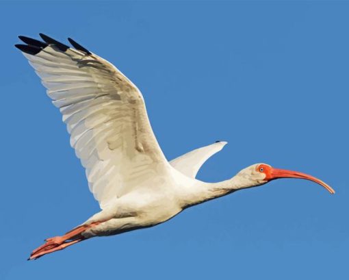 Flying White Ibis Diamond Painting