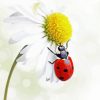 Ladybug And Flower Diamond Painting