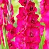 Pink Gladiolus Diamond Painting