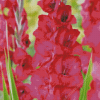 Pink Gladiolus Diamond Painting