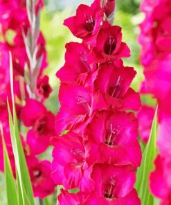 Pink Gladiolus Diamond Painting