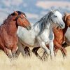 Wild Horses Diamond Painting