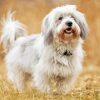 Coton Tulear Diamond Painting