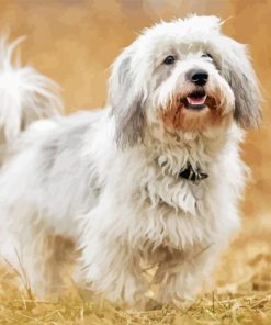 Coton Tulear Diamond Painting