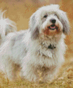 Coton Tulear Diamond Painting