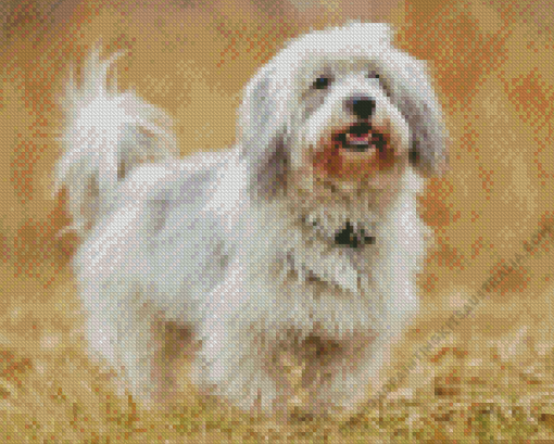 Coton Tulear Diamond Painting