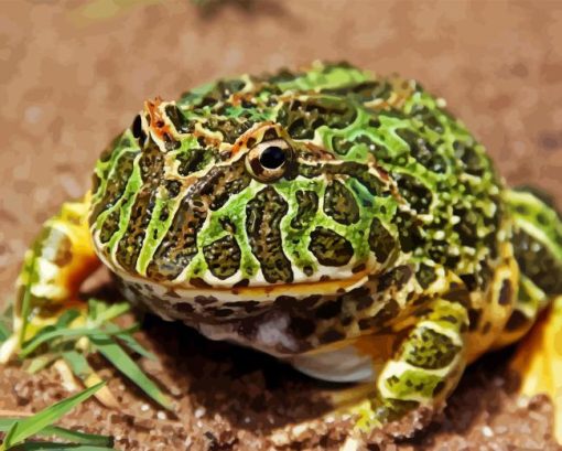 Horned Frog Diamond Painting