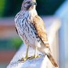 Red Shouldered Hawk Diamond Painting