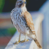 Red Shouldered Hawk Diamond Painting