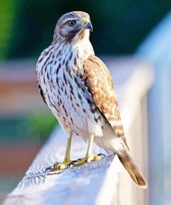 Red Shouldered Hawk Diamond Painting