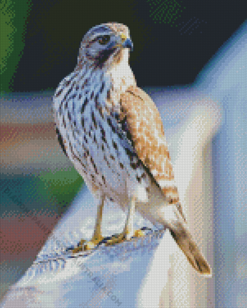 Red Shouldered Hawk Diamond Painting