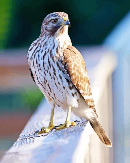 Red Shouldered Hawk Diamond Painting