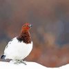 Willow Ptarmigan Diamond Painting