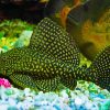 Common Pleco Fish Diamond Painting