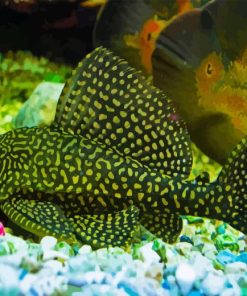 Common Pleco Fish Diamond Painting