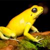 Golden Poison Dart Frog Diamond Painting