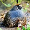 California Quail Diamond Painting