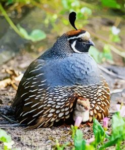 California Quail Diamond Painting