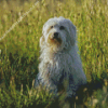 Coton Tulear Dog Diamond Painting